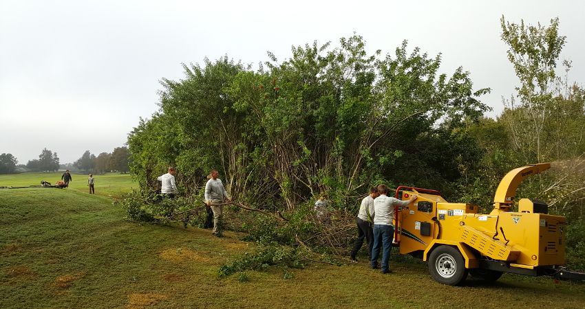 Brazilian Pepper shrub