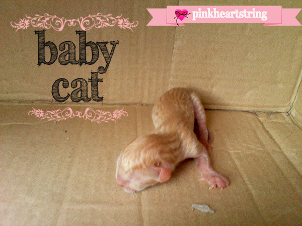 Mommy Cat Gives Birth
