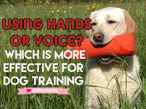 Using Hands or Voice- Which is More Effective for Dog Training