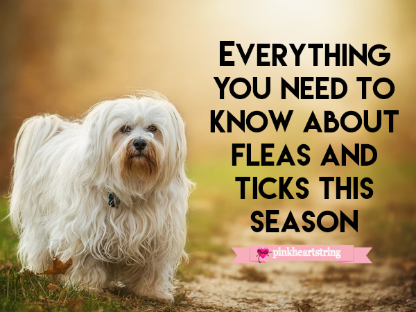 Everything You Need to Know About Fleas and Ticks This Season