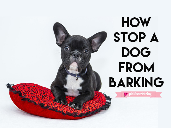 Amazing Ideas That Will Help You Stop a Dog from Barking