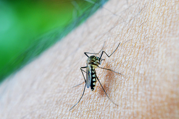 Best Bug Sprays and Insect Repellents to Keep Your Kids Safe At All Times